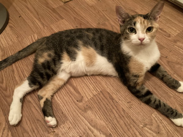 Georgia Peach