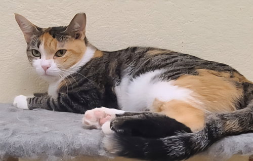 GEORGIA PEACH - Calico available for adoption