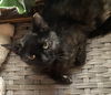 adoptable Cat in Glendale, AZ named Emerald Rose