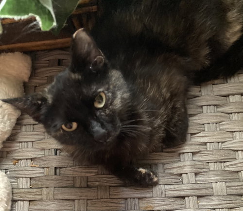 EMERALD ROSE - Domestic Short Hair available for adoption