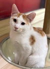 adoptable Cat in , Unknown named (Hey)Jude