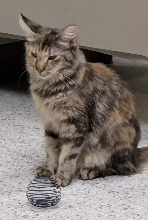 JULIE - Domestic Medium Hair / Tabby available for adoption
