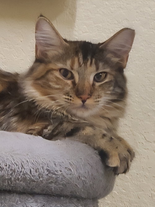 JULIE - Domestic Medium Hair / Tabby available for adoption