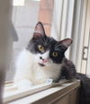 adoptable Cat in Phoenix, AZ named Charlie Junior