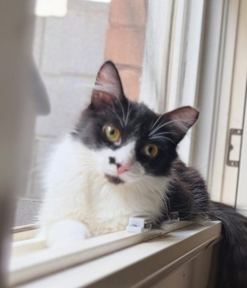CHARLIE JUNIOR - Domestic Medium Hair available for adoption