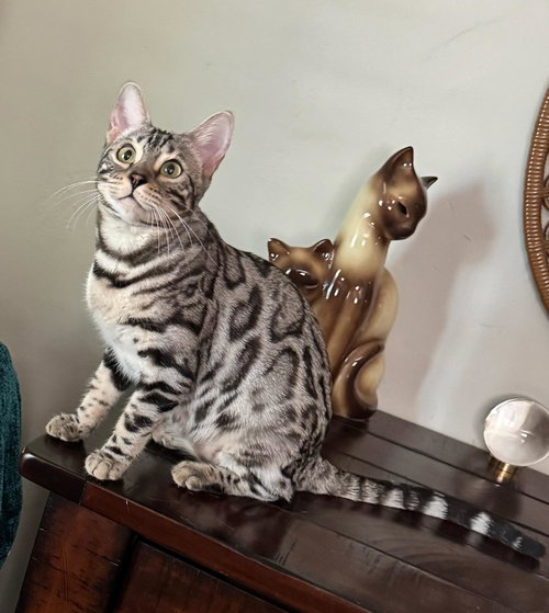ANNIE - Bengal available for adoption
