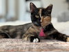Callie - Photo 1