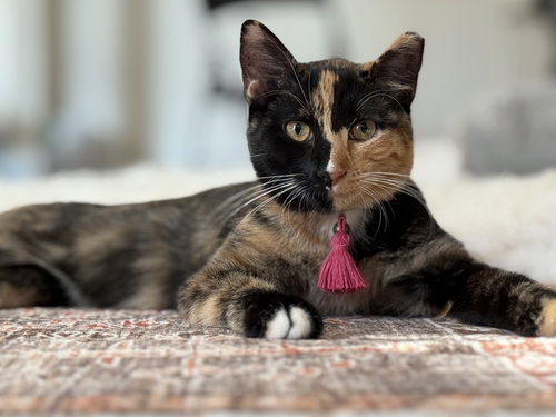 CALLIE - Calico available for adoption
