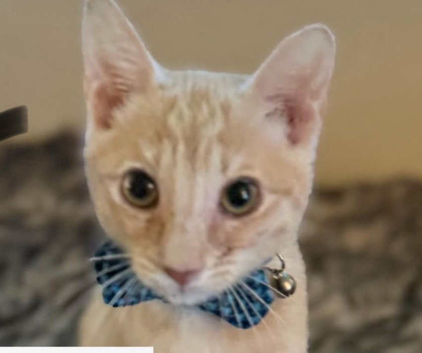 Hamilton Image