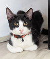 Willow - Photo 1