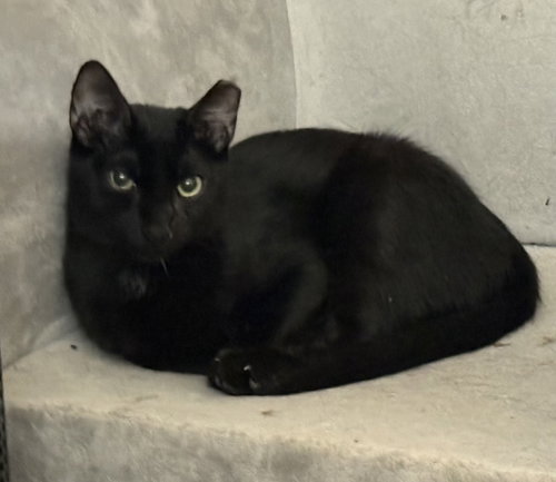 BAGHEERA