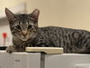 Tabitha - Photo 1
