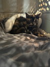 Lulla - Photo 2