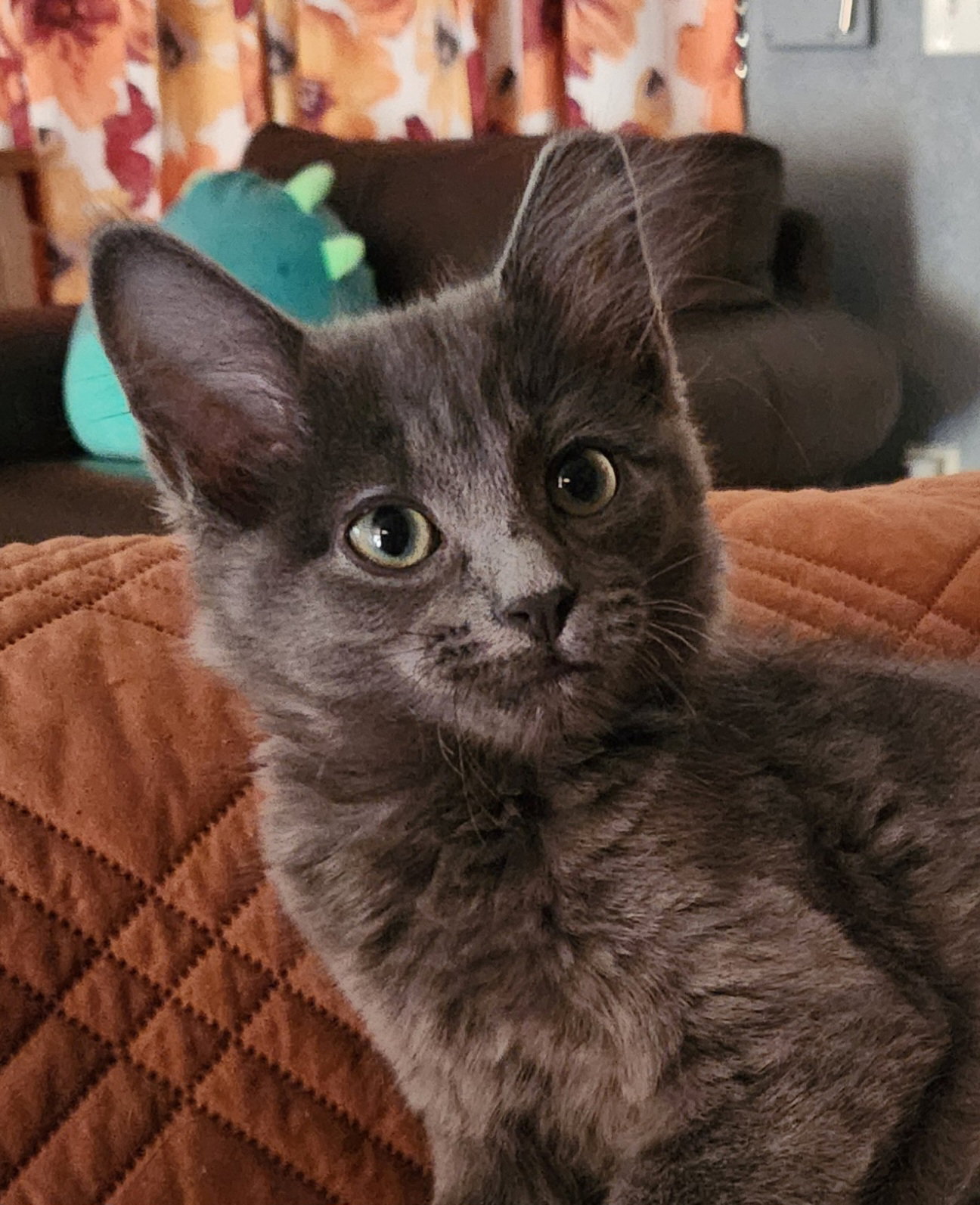 Tom Image
