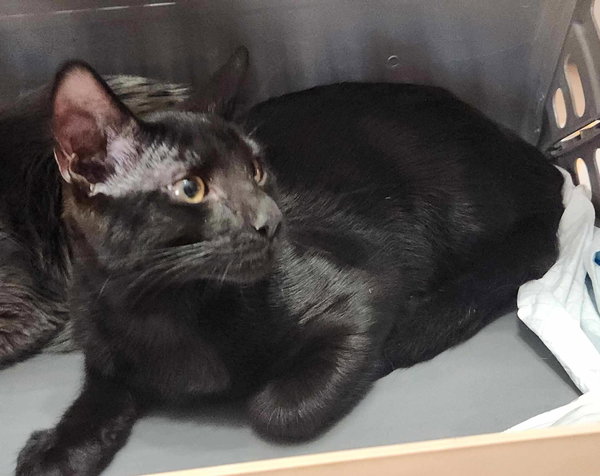 T’Challa