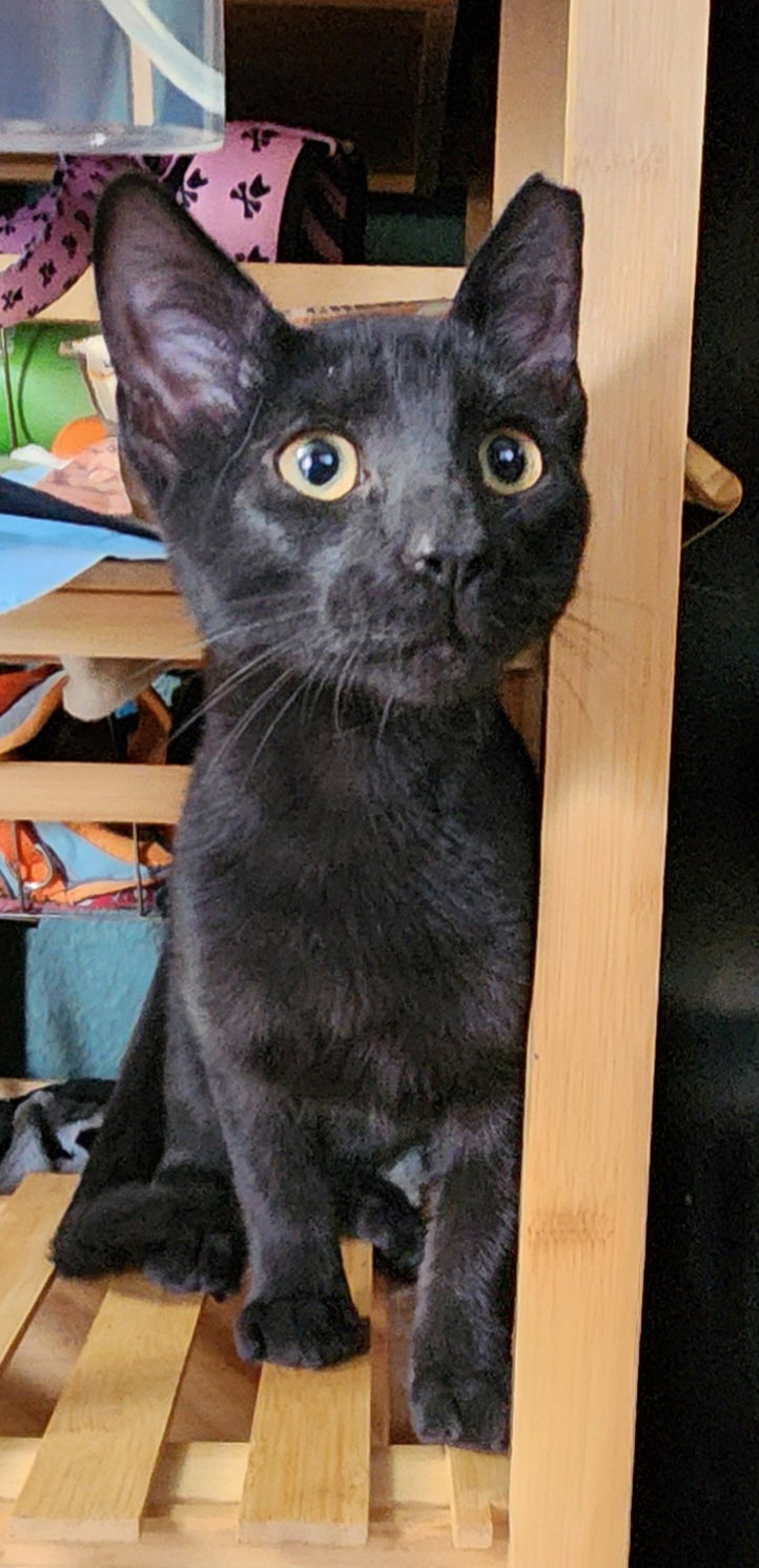 T’Challa