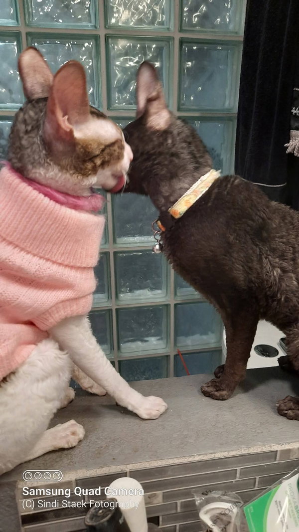 Cassie bonded to Stella Bella