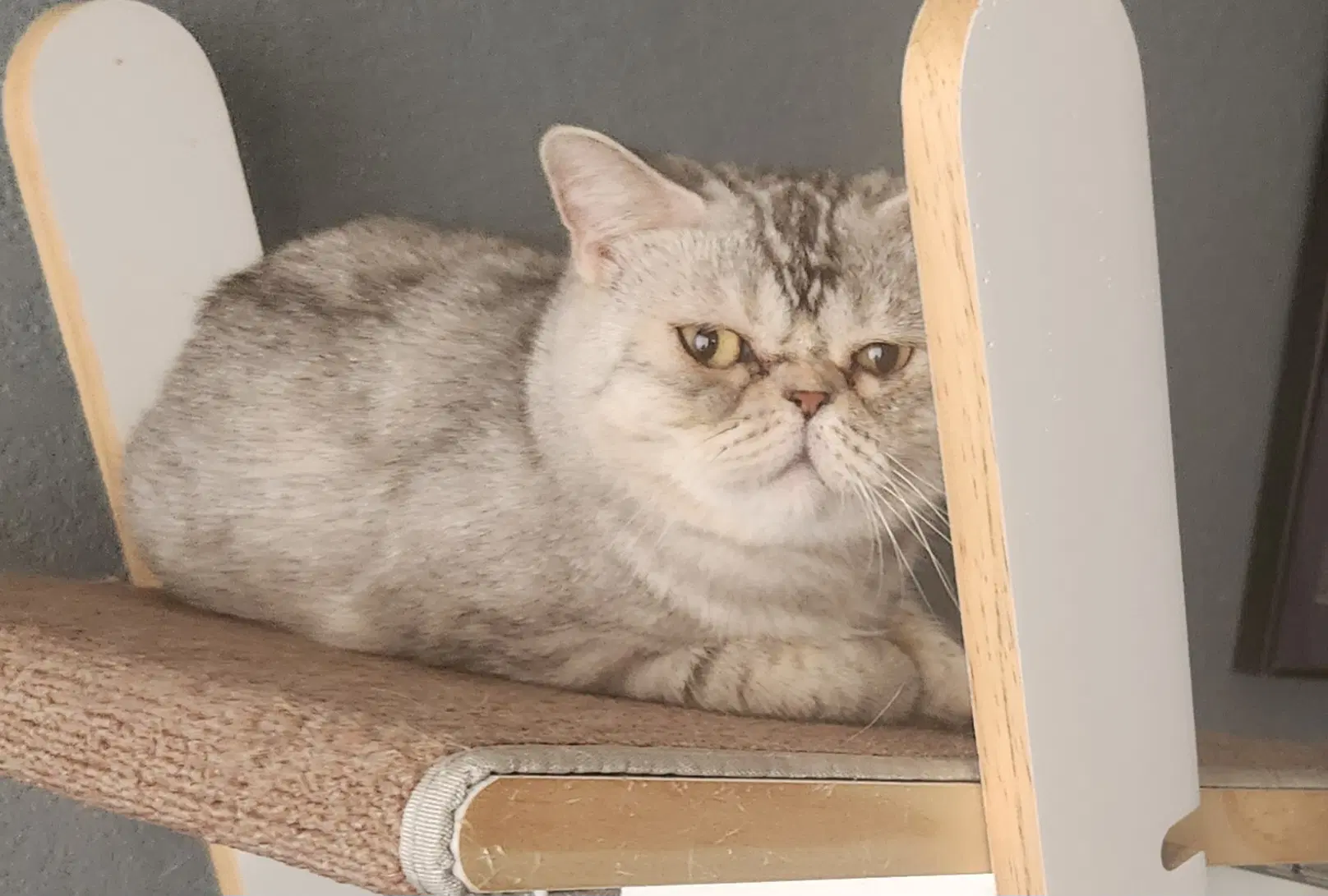 Exotica - Exotic Shorthair