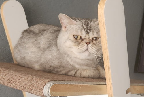 picture of the cat needing adoption