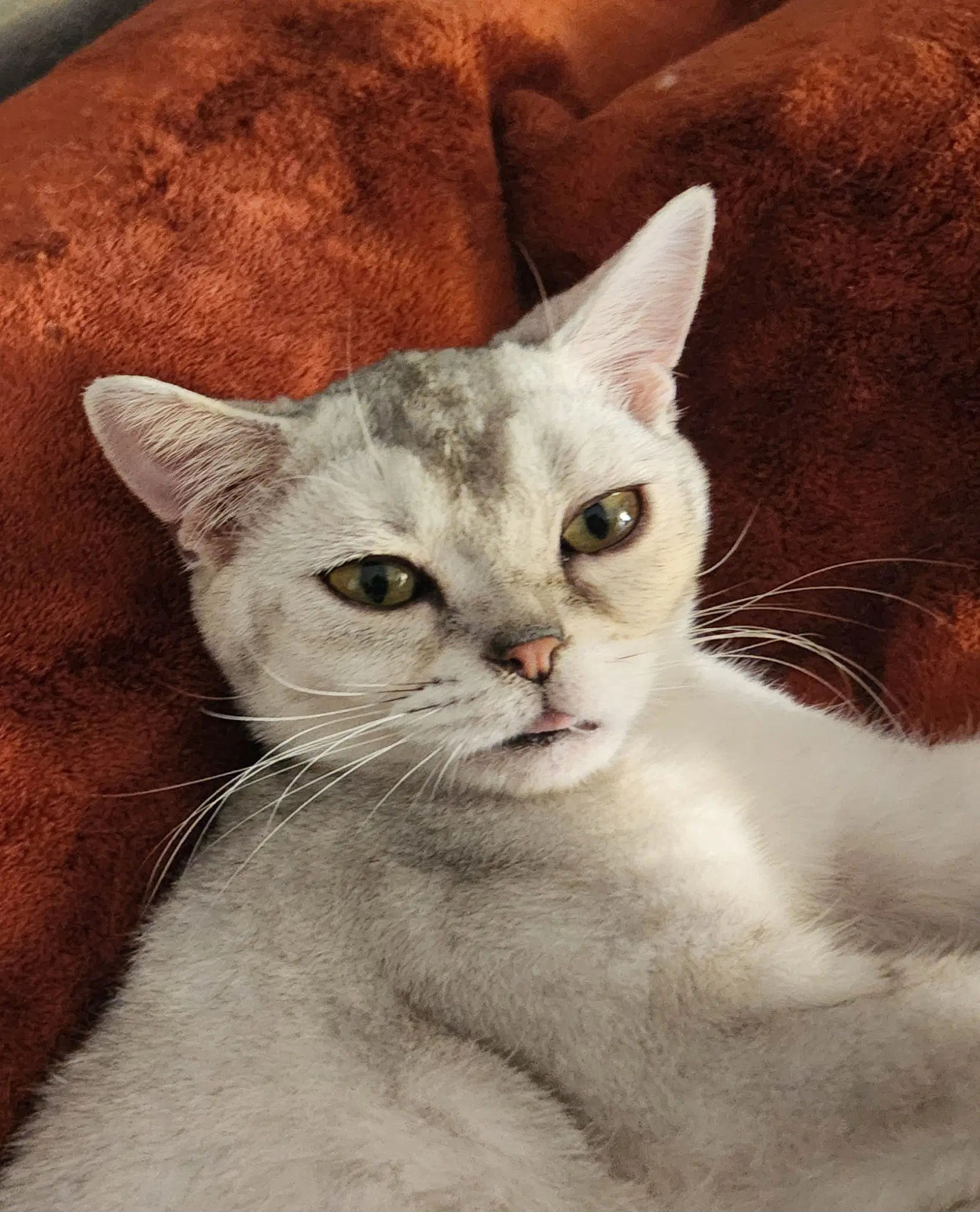 Squishy - American Shorthair