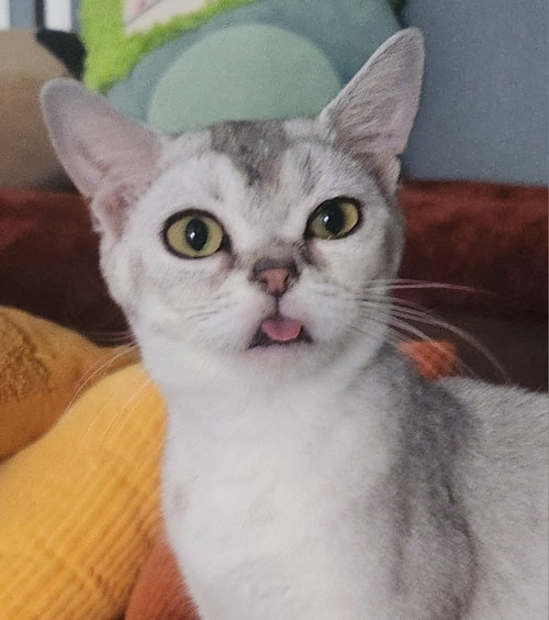 Squishy, a cat for adoption from All About Animals Rescue