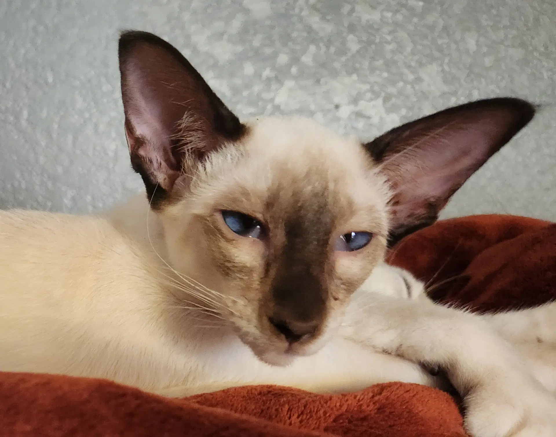 Baby Baby - Siamese
