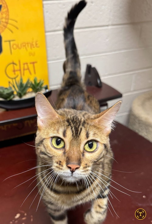 picture of the cat needing adoption