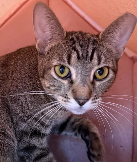 picture of the cat needing adoption