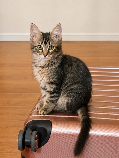 picture of the cat needing adoption
