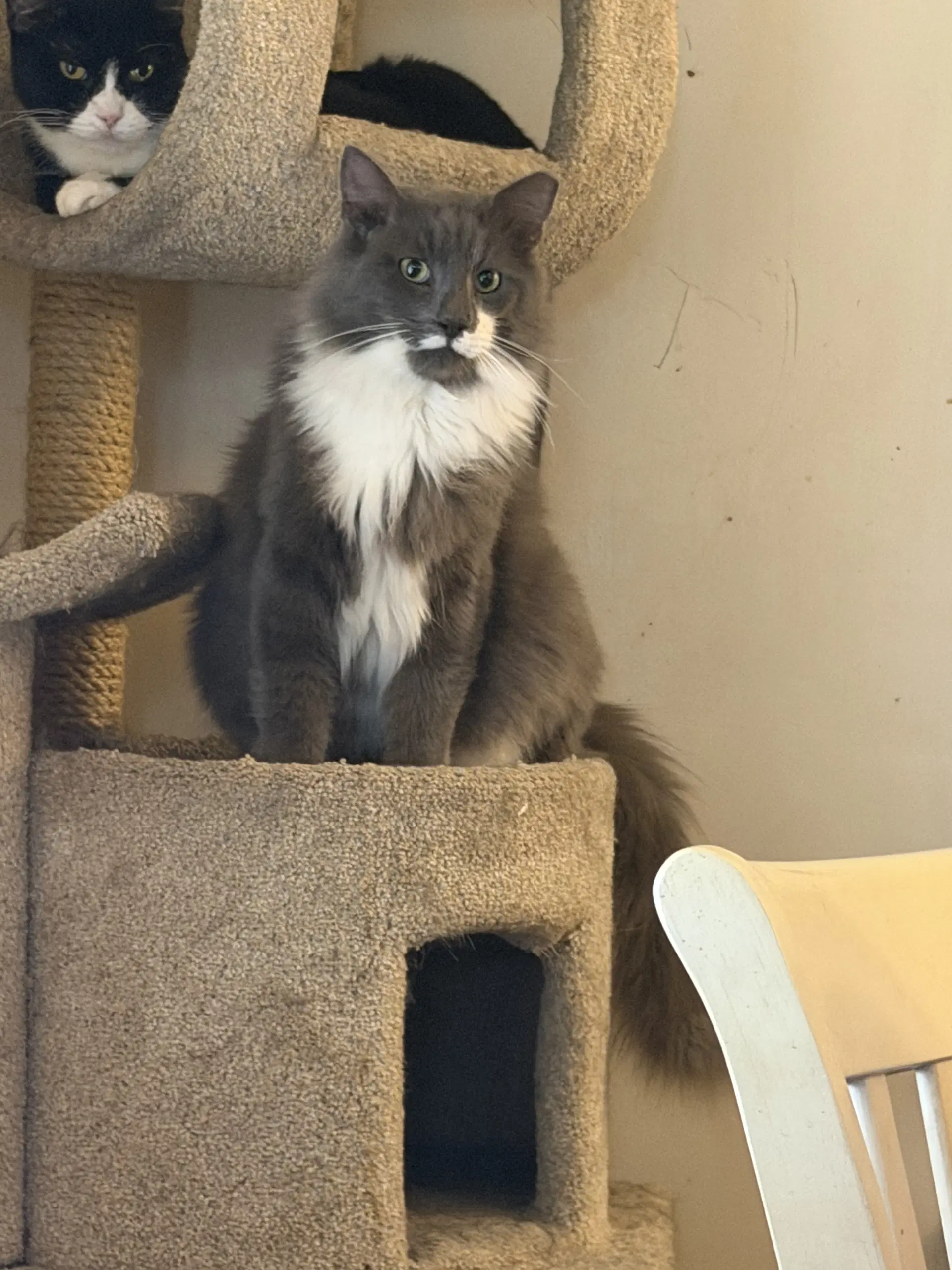 Walter - Maine Coon