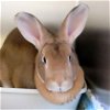 adoptable Rabbit in , MI named Noella