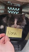 adoptable Cat in , MI named Nona