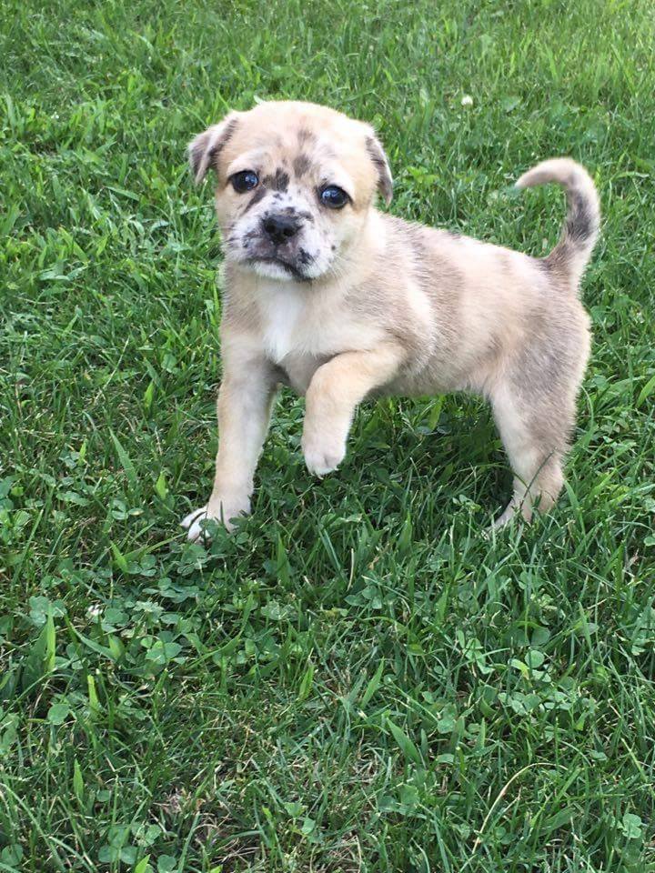 Pug hot sale aussie mix