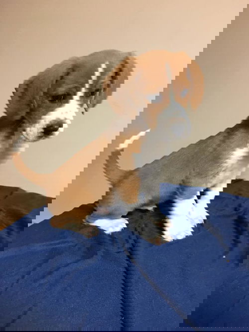 Ryan
