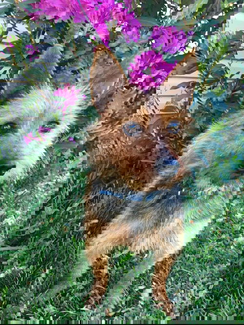 Amie