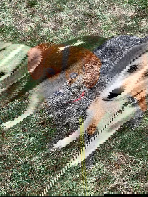 Bonz