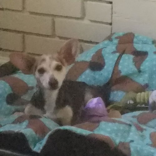 Rocky