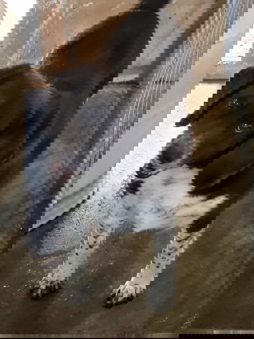 Benny