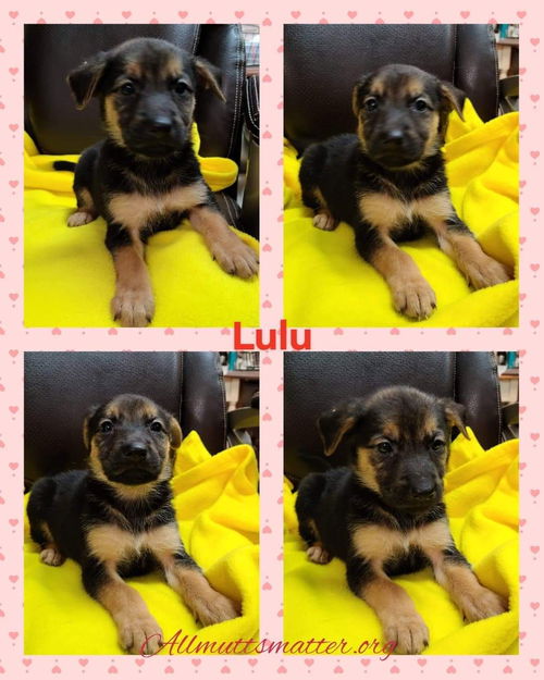 Lulu