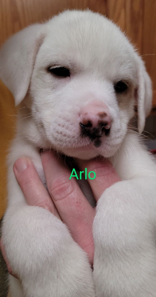 Arlo