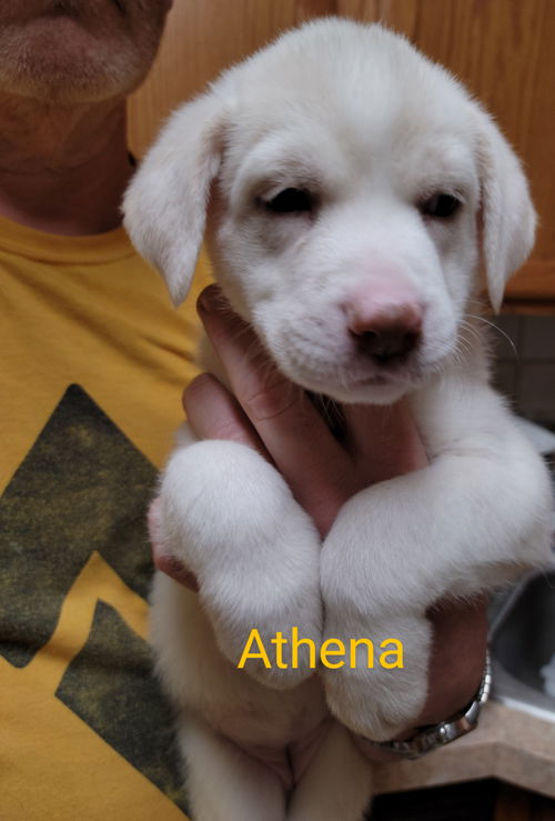 Athena