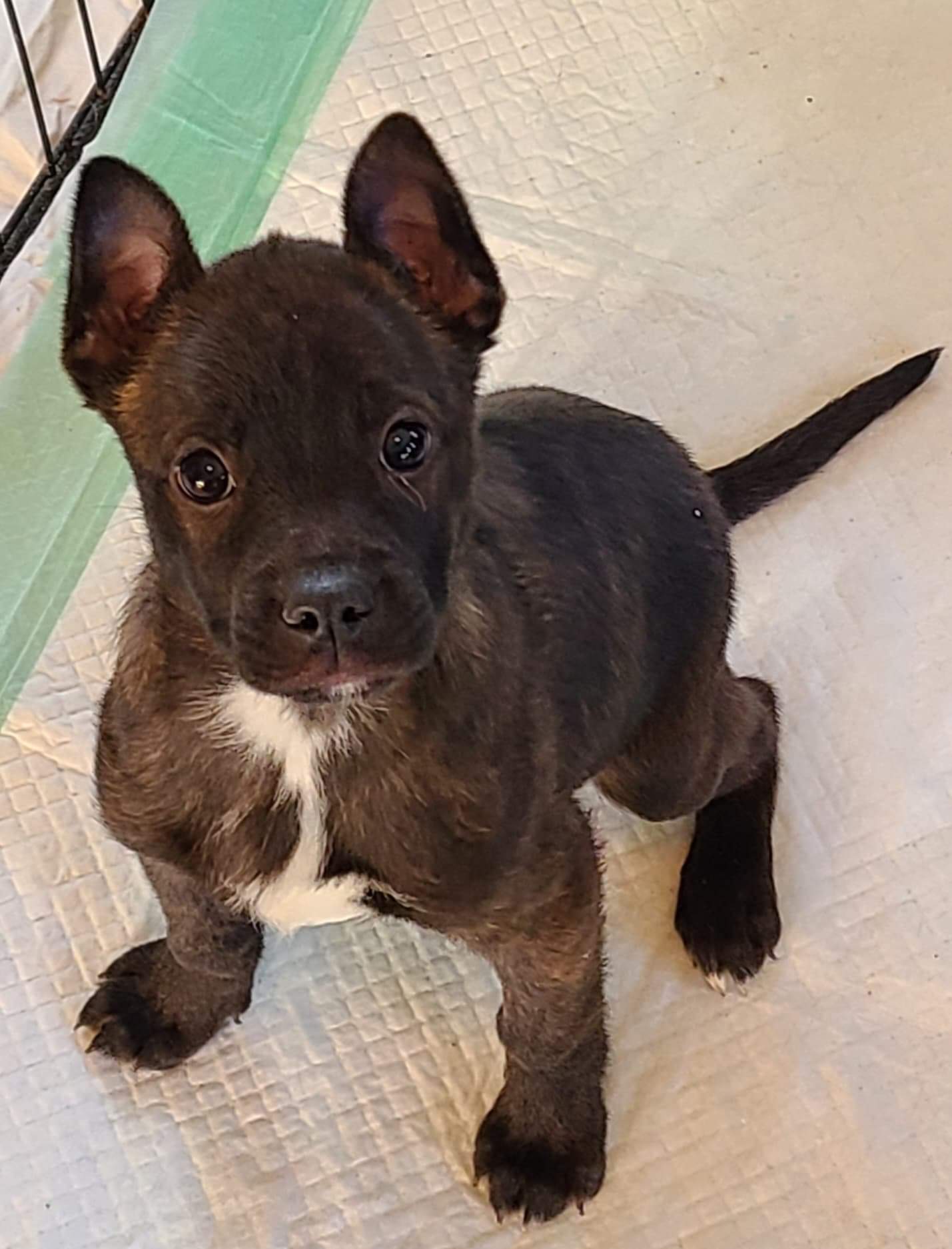 Boston terrier best sale german shepherd mix