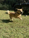 Pumba
