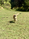 Pumba
