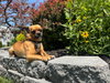 Landon aka Scrappy