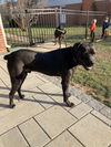 Onyx