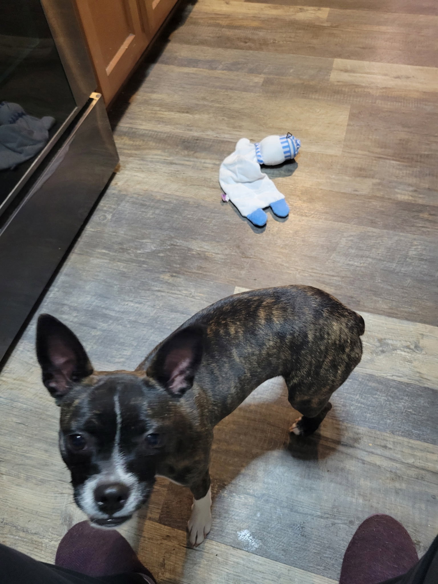Cinny (currently being fostered in Florida) Image