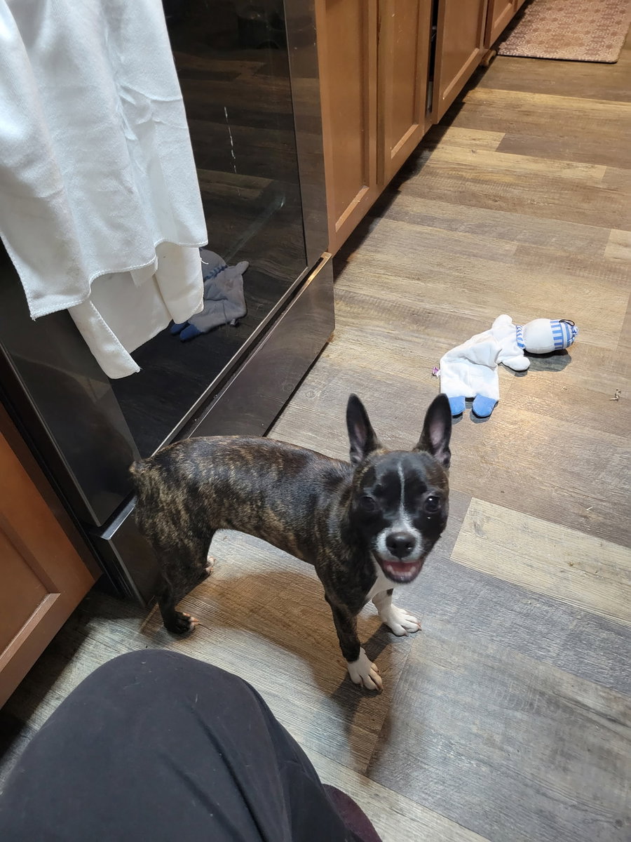 Cinny (currently being fostered in Florida)
