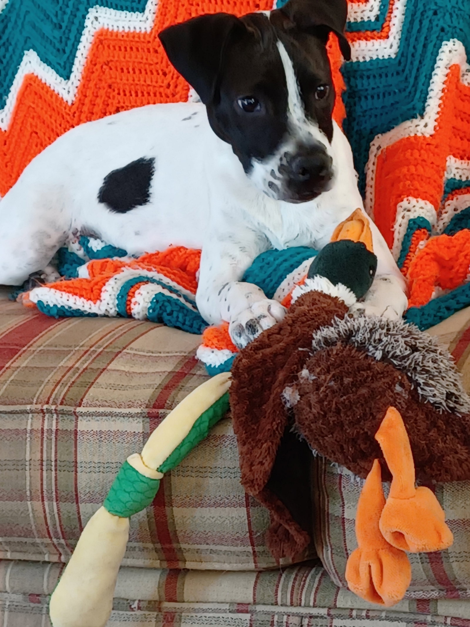 Payton Image