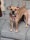 Sheba
